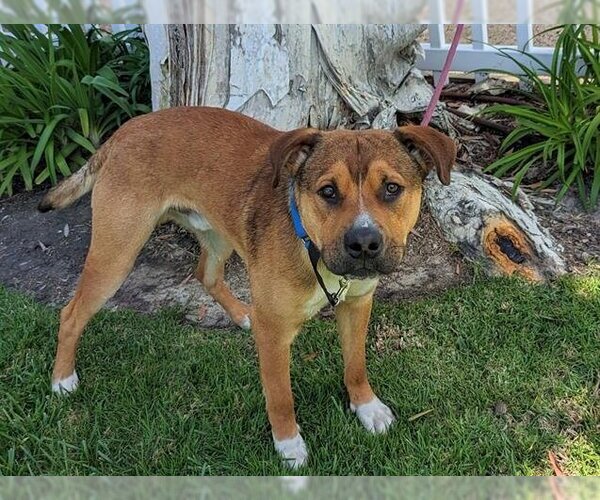 Medium Photo #1 Australian Shepherd-Boxer Mix Puppy For Sale in San Clemente, CA, USA