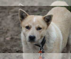 Mutt Dogs for adoption in Paso Robles, CA, USA