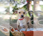 Small #2 Chihuahua