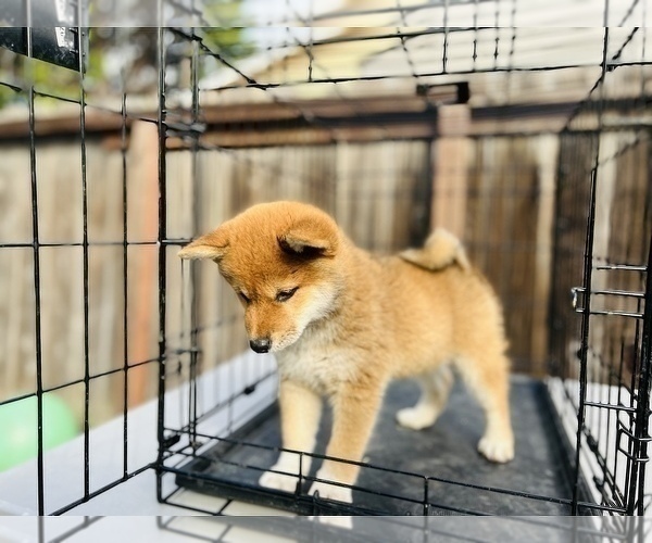 Medium Photo #56 Shiba Inu Puppy For Sale in FREMONT, CA, USA