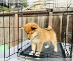 Small Photo #56 Shiba Inu Puppy For Sale in FREMONT, CA, USA