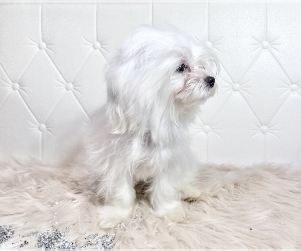 Medium Photo #18 Maltese Puppy For Sale in HAYWARD, CA, USA