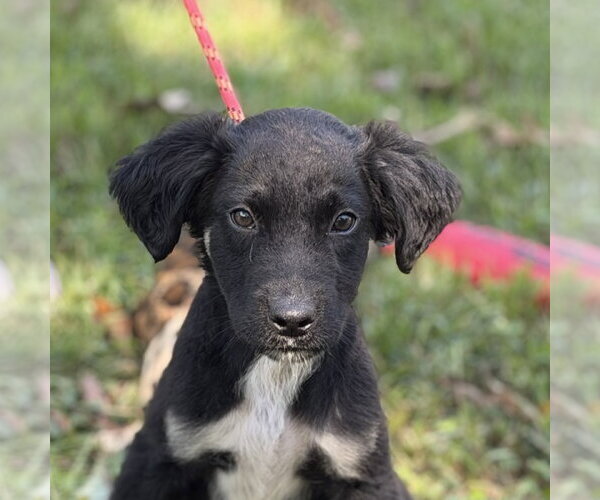 Medium Photo #1 Mutt Puppy For Sale in Yardley, PA, USA