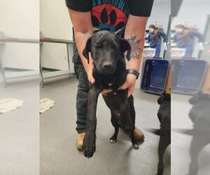 Labrador Retriever-Unknown Mix Dogs for adoption in Corpus Christi, TX, USA