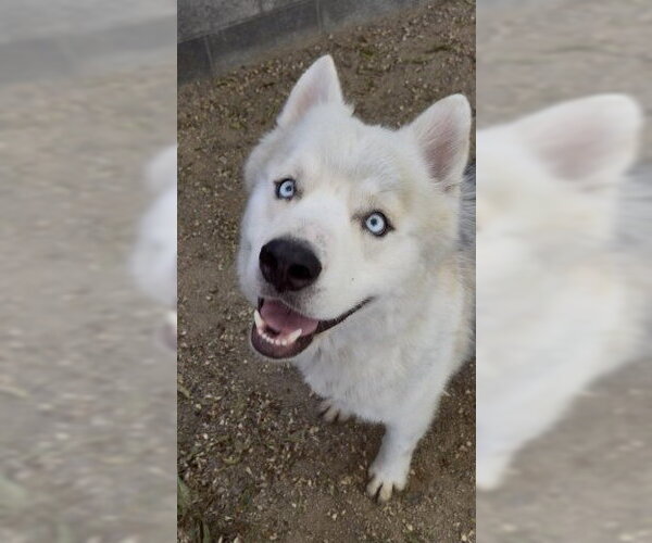 Medium Photo #2 Siberian Husky-Unknown Mix Puppy For Sale in Redlands, CA, USA