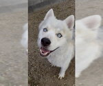Small #1 Siberian Husky Mix
