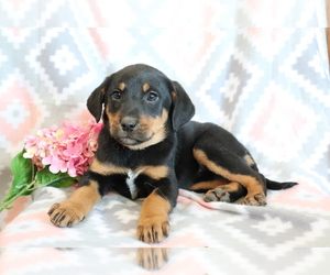 Medium Bluetick Coonhound-Labrador Retriever Mix