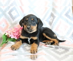 Small Photo #1 Bluetick Coonhound-Labrador Retriever Mix Puppy For Sale in SHILOH, OH, USA