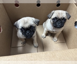 Pug Puppy for sale in DEARBORN HEIGHTS, MI, USA