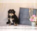 Small Photo #6 Miniature Bernedoodle-Poodle (Miniature) Mix Puppy For Sale in GREENEVILLE, TN, USA