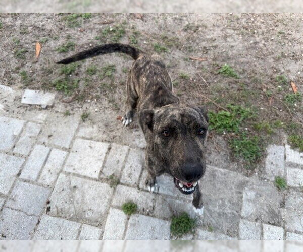 Medium Photo #1 American Pit Bull Terrier-Unknown Mix Puppy For Sale in Ocala, FL, USA