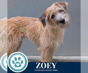 Mutt Dogs for adoption in Kimberton, PA, USA