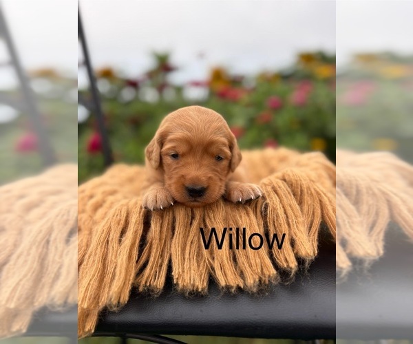 Medium Photo #4 Golden Retriever Puppy For Sale in ROCK VALLEY, IA, USA