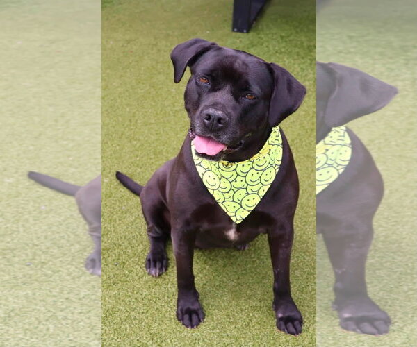 Medium Photo #3 Mastiff-Unknown Mix Puppy For Sale in Rockaway, NJ, USA