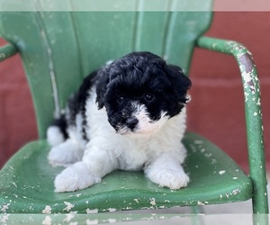 Havapoo Puppy for sale in DUNDEE, OH, USA