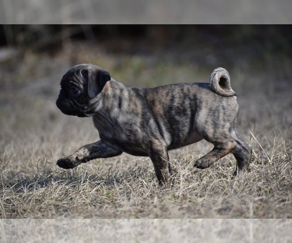 Medium Photo #4 Pug Puppy For Sale in PALM COAST, FL, USA