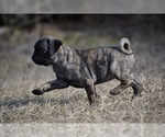Small #3 Pug