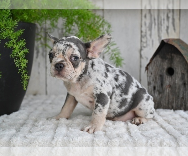 Medium Photo #5 French Bulldog Puppy For Sale in MILLERSBURG, OH, USA