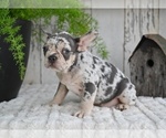 Small #4 French Bulldog