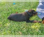 Small Photo #6 Rottweiler Puppy For Sale in SPRING, TX, USA