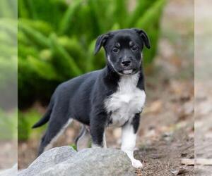 Golden Retriever-Unknown Mix Dogs for adoption in San Diego, CA, USA