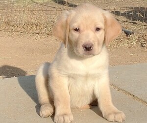 Labrador Retriever Puppy for sale in CALIENTE, CA, USA