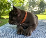 Small Photo #7 French Bulldog Puppy For Sale in BREMEN, IN, USA