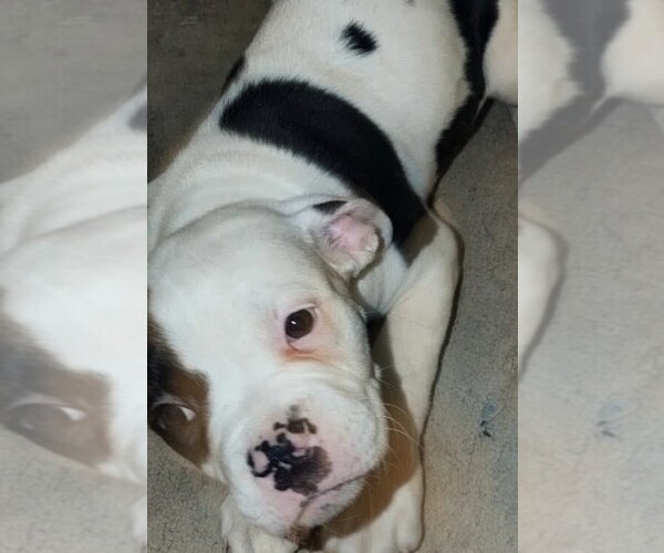 Medium Photo #41 American Bulldog Puppy For Sale in INDEPENDENCE, MO, USA