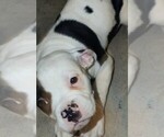 Small Photo #41 American Bulldog Puppy For Sale in INDEPENDENCE, MO, USA