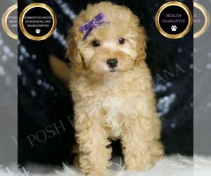 Poodle (Toy) Puppy for sale in WARSAW, IN, USA