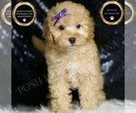 Small Poodle (Toy)