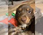 Small Photo #5 Dachshund Puppy For Sale in CATAWBA, SC, USA