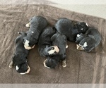 Small Photo #4 Bernese Mountain Dog Puppy For Sale in ARGONNE, WI, USA