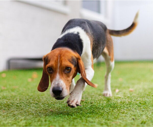 Medium Photo #3 Beagle-Unknown Mix Puppy For Sale in Canton, CT, USA