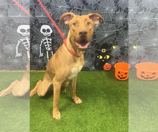 Medium Photo #1 Rhodesian Ridgeback-Vizsla Mix Puppy For Sale in Euless, TX, USA