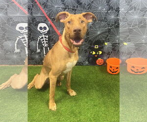 Rhodesian Ridgeback-Vizsla Mix Dogs for adoption in Euless, TX, USA