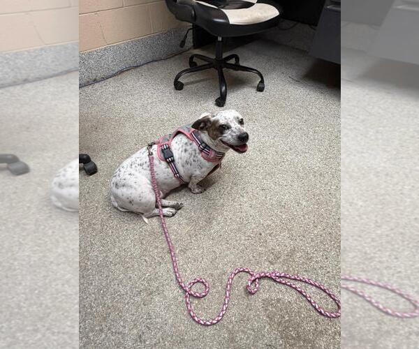 Medium Photo #4 Mutt Puppy For Sale in Westminster, MD, USA