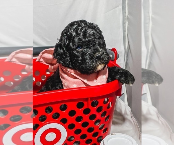 Medium Photo #16 Bernedoodle Puppy For Sale in MANTENO, IL, USA