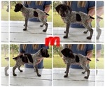 Small #1 German Shorthaired Pointer