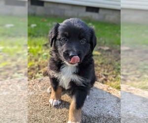 Australian Shepherd Puppy for sale in WEST UNION, OH, USA