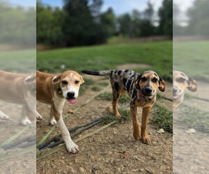 LLP Trixie : Beauregard - Male Catahoula Leopard Dog-Labrador Retriever Mix Dog for Adoption - Photo #4