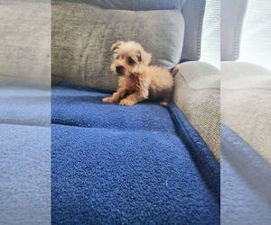 YorkiePoo Puppy for sale in QUINCY, IL, USA