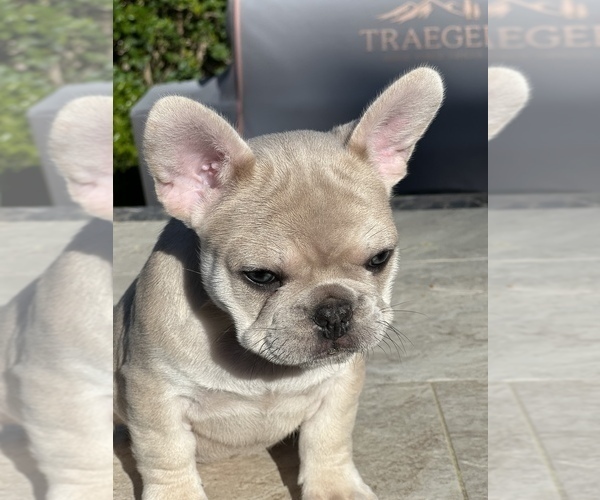 Medium Photo #5 French Bulldog Puppy For Sale in MURRIETA, CA, USA