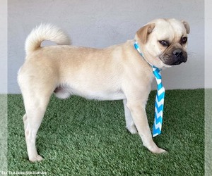 Monte - Male Pug-Unknown Mix Dog for Adoption - Photo #2