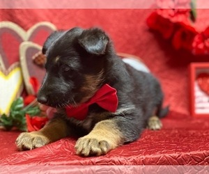 German Shepherd Dog Puppy for sale in LANCASTER, PA, USA