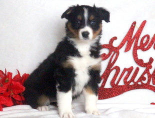 Australian Shepherd Puppy for sale in MOUNT JOY, PA, USA