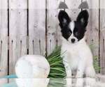 Small Photo #1 Papillon Puppy For Sale in MOUNT VERNON, OH, USA