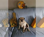 Small Pug