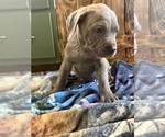 Litter of 12 - Male(s) and Female(s) Cane CorsoLitter of Puppies for Sale - Photo #5