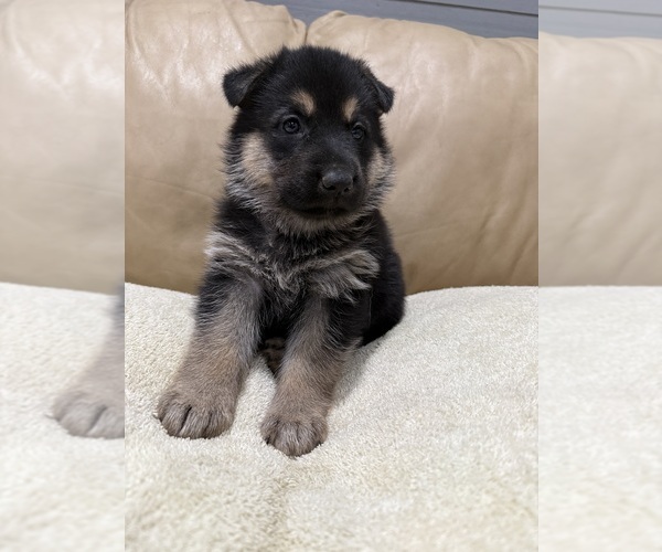 Medium Photo #9 German Shepherd Dog Puppy For Sale in BRIGHTON, CO, USA